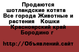 Продаются шотландские котята - Все города Животные и растения » Кошки   . Красноярский край,Бородино г.